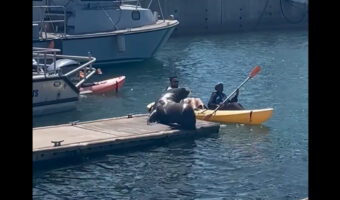 港にいたアシカに気を取られすぎた!カヤッカーたちに起きたハプニングにアシカも笑っているみたいです!!