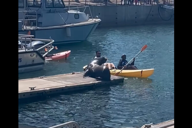 港にいたアシカに気を取られすぎた！カヤッカーたちに起きたハプニングにアシカも笑っているみたいです！！