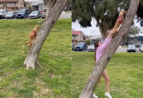 上手に木登りをするダックスフンド。むしろ得意過ぎて飼い主さんが急いで手を伸ばして制止します！！