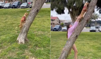 上手に木登りをするダックスフンド。むしろ得意過ぎて飼い主さんが急いで手を伸ばして制止します!!