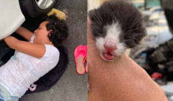 ボンネットの中で出産しちゃったの！？車体の裏を探る女性が見つけたのは、なんと生まれたばかりの猫の赤ちゃんだったのです