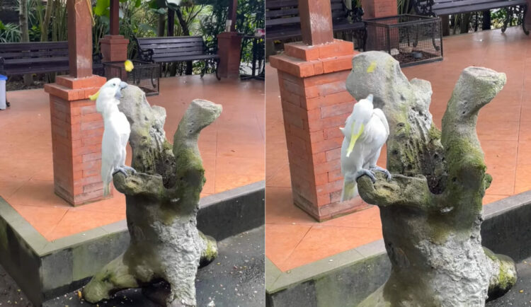 困惑気味のキバタン。体の周りを舞う蝶が気になって仕方ないみたい