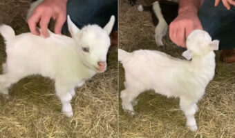 体をワシャワシャしてもらってゴキゲンなヤギの赤ちゃん。ところがその手が止まると・・【アメリカ・動画】