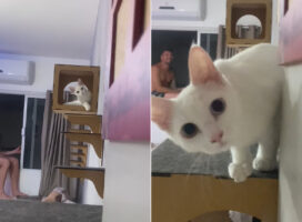 キャットハウスにいる愛猫とだるまさんが転んだ！壁に身を潜めてから様子をうかがったら・・あらかわいい！！【海外・動画】