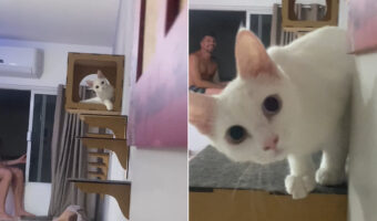 キャットハウスにいる愛猫とだるまさんが転んだ！壁に身を潜めてから様子をうかがったら・・あらかわいい！！【海外・動画】