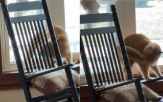 自分のしっぽと追いかけっこをする猫。ぱくっと尻尾をくわえる事ができたと思いきや・・