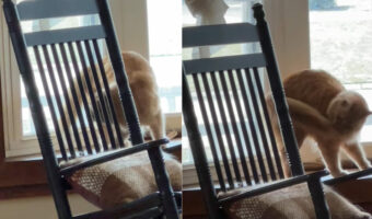 自分のしっぽと追いかけっこをする猫。ぱくっと尻尾をくわえる事ができたと思いきや・・