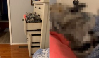 ドレッサーの引き出しが開けっ放しだと思いきや・・、引き出しをくつろぎエリアにしてリラックスしている子の姿が!!【アメリカ・動画】