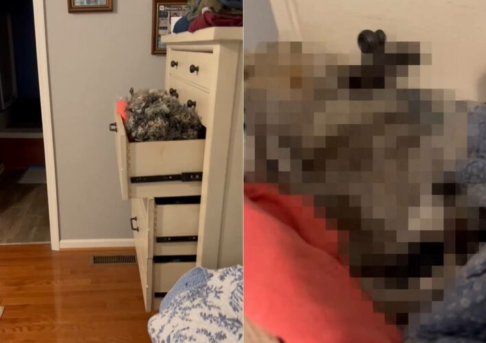 ドレッサーの引き出しが開けっ放しだと思いきや・・、引き出しをくつろぎエリアにしてリラックスしている子の姿が！！【アメリカ・動画】