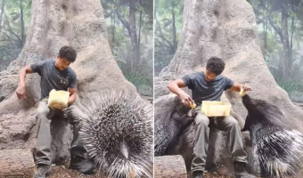 ごはんをもらうヤマアラシ達がかわいい!!よく見るとちゃんと針を畳んでるのがわかる!