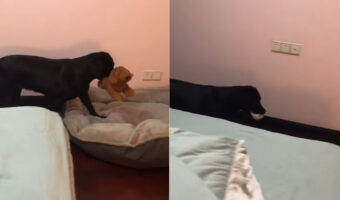 愛犬は寝る準備に大忙し!添い寝用ぬいぐるみにお気に入りのブランケットをベッドに運んで・・。それに寝るまで遊ぶオモチャだって必要です!!