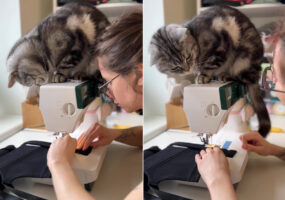 飼い主さんのミシンがけが気になる？ミシンの上から作業を眺める猫。もしかして出来映えを確認されちゃってる？！？！