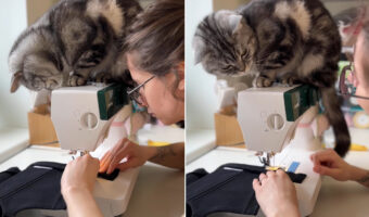 飼い主さんのミシンがけが気になる?ミシンの上から作業を眺める猫。もしかして出来映えを確認されちゃってる?!?!
