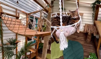 大切な愛猫たちのためにお家を大改装!大規模なキャティオを作り、これで猫たちも毎日楽しく過ごせそうです!!