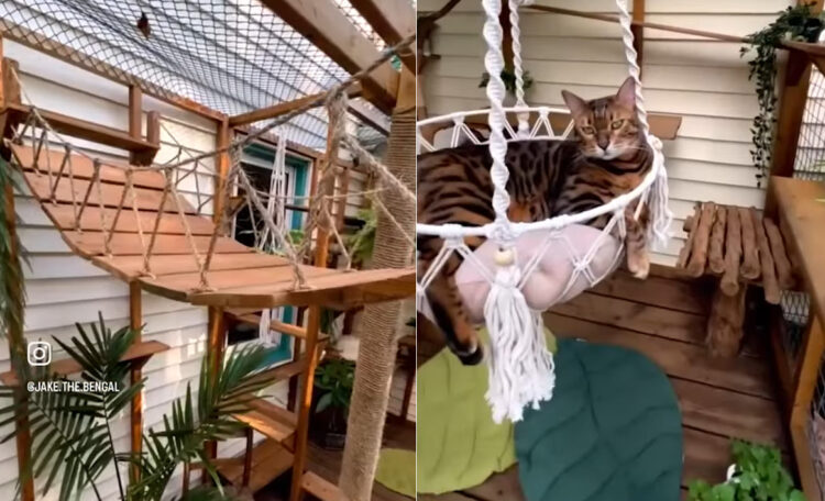 大切な愛猫たちのためにお家を大改装！大規模なキャティオを作り、これで猫たちも毎日楽しく過ごせそうです！！