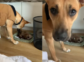 たとえ飼い主さんでも許さない？愛犬は子犬を守り大切にしているようですが、その子犬の正体にはある秘密が・・