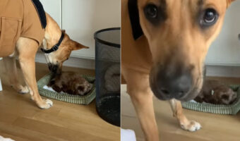 たとえ飼い主さんでも許さない?愛犬は子犬を守り大切にしているようですが、その子犬の正体にはある秘密が・・