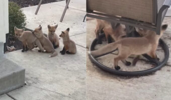 中庭に6匹のキツネの赤ちゃんが!!みんなでお庭を冒険したりわちゃわちゃしたりと楽しそうです!!