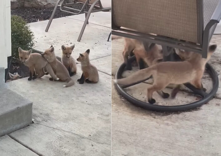 中庭に6匹のキツネの赤ちゃんが！！みんなでお庭を冒険したりわちゃわちゃしたりと楽しそうです！！