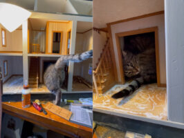 そこは君のお部屋じゃないよ！？猫が入っていくその先は、製作中のドールハウスです！！【アメリカ・動画】