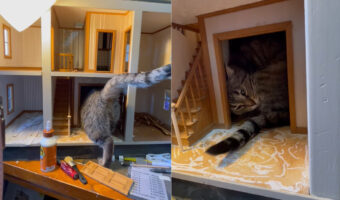 そこは君のお部屋じゃないよ！？猫が入っていくその先は、製作中のドールハウスです！！【アメリカ・動画】