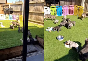 みんなごはんにまっしぐら！フレンチブルドッグの子犬たちはごはんの時間を待ちに待っていたみたいです【アメリカ・動画】