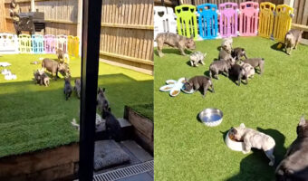 みんなごはんにまっしぐら!フレンチブルドッグの子犬たちはごはんの時間を待ちに待っていたみたいです【アメリカ・動画】