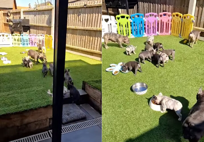 みんなごはんにまっしぐら！フレンチブルドッグの子犬たちはごはんの時間を待ちに待っていたみたいです【アメリカ・動画】