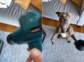 子犬だって体が凝る？飼い主さんがマッサージガンの電源を入れると、さっそくアピールしに駆けてきました！！