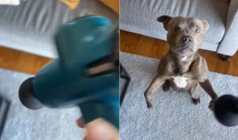 子犬だって体が凝る？飼い主さんがマッサージガンの電源を入れると、さっそくアピールしに駆けてきました！！