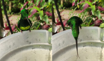 くちばしの2倍といわれるエンビテリハチドリの舌。水を飲むのに伸ばしたその舌は・・もしかして2股にも分かれているの??