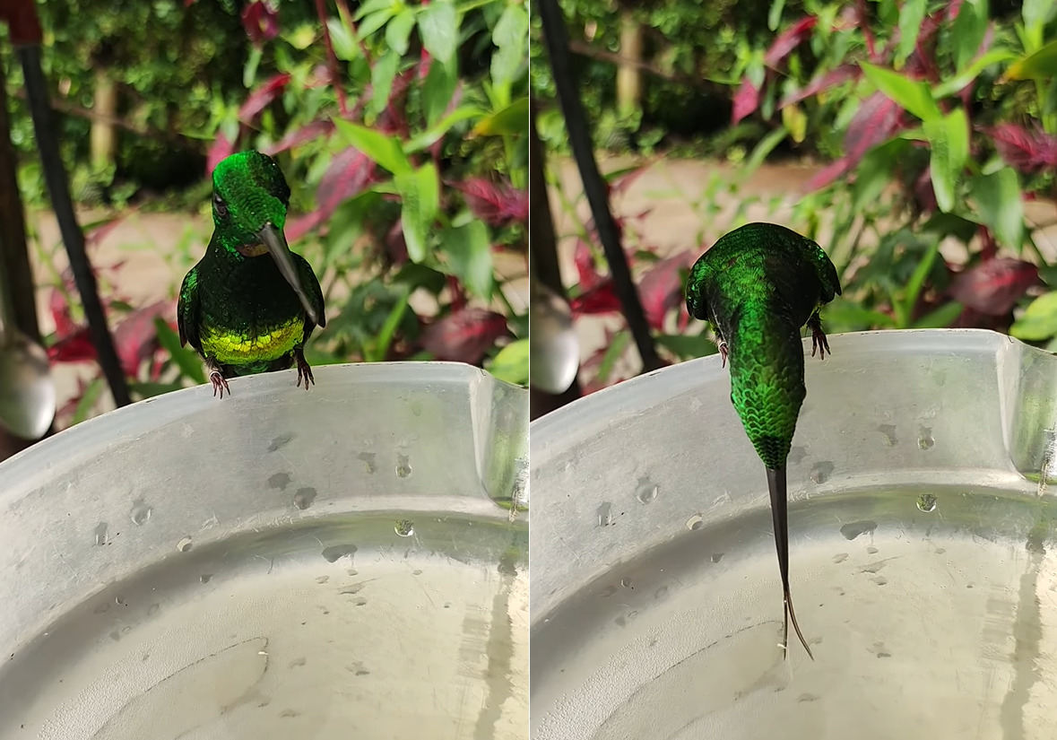 くちばしの2倍といわれるエンビテリハチドリの舌。水を飲むのに伸ばしたその舌は・・もしかして2股にも分かれているの？？