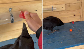 とっても賢いカラス!おやつはくちばしでは到底届かない筒の奥に入れられましたが、大きなブロックも筒に入れられていたので・・!!