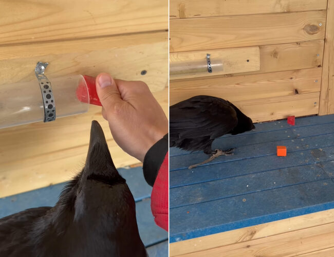 とっても賢いカラス！おやつはくちばしでは到底届かない筒の奥に入れられましたが、大きなブロックも筒に入れられていたので・・！！