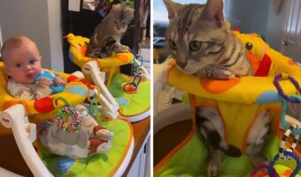 キッチンに置かれた双子ちゃん用のフィーディングチェア。ところがこの日、チェアに腰掛けていたのは赤ちゃんだけではなかったのです!!