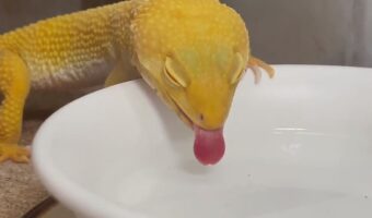絶対飲めていないよね？？ 舌をペロペロ動かすトカゲが可愛くて面白い！「飲めていないはずなのに満足そうに見えるのはなぜ？」