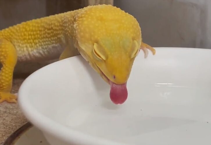 絶対飲めていないよね？？ 舌をペロペロ動かすトカゲが可愛くて面白い！「飲めていないはずなのに満足そうに見えるのはなぜ？」