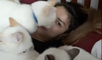猫の多頭飼育しているお宅の毎朝の光景。それは寝起きがいいような寝苦しそうな・・【海外・動画】