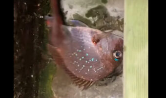 野生下で生きる動物のたくましさに感服。魚をゲットしたネズミは安全にゆっくり食事をするためか、どこかへと魚を運んでいきました・・