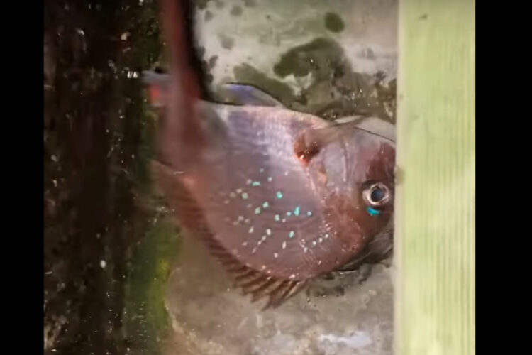 野生下で生きる動物のたくましさに感服。魚をゲットしたネズミは安全にゆっくり食事をするためか、どこかへと魚を運んでいきました・・
