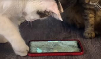 今の時代は猫もゲームに夢中になります!ネズミを追いかけるスマホゲームに熱中していますが・・【アメリカ・動画】