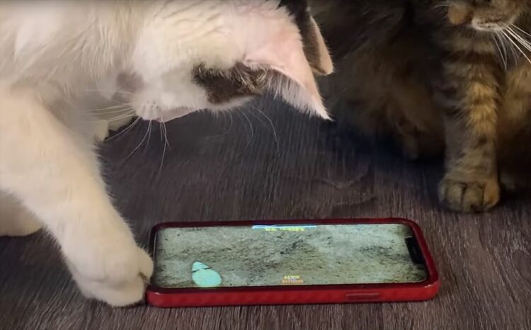 今の時代は猫もゲームに夢中になります！ネズミを追いかけるスマホゲームに熱中していますが・・【アメリカ・動画】