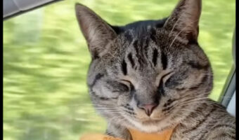 ドライブが大好きな猫。お気に入りの場所は専用のチャイルドシート！居心地がいいのか、お昼寝することも