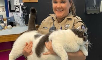 保護施設で里親募集された巨大な猫のパッチが話題に！！募集告知直後から大反響となり、里親も決まった！