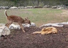 新しくやって来た子ジカを歓迎している猫。そっと近寄ったり目の前で寝っ転がる事で仲良くしようと伝えてるみたいです！