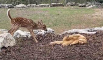 新しくやって来た子ジカを歓迎している猫。そっと近寄ったり目の前で寝っ転がる事で仲良くしようと伝えてるみたいです!