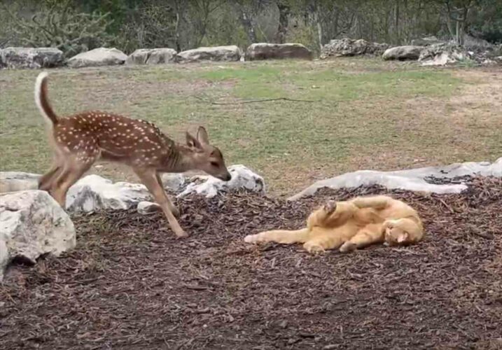 新しくやって来た子ジカを歓迎している猫。そっと近寄ったり目の前で寝っ転がる事で仲良くしようと伝えてるみたいです！