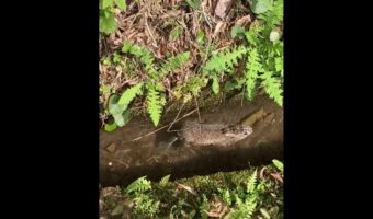 用水路から野ウサギが流れてくるというレアなシーンが話題に！「ファンタジー過ぎる」「亀と勝負するため？」