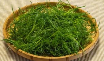 「おかひじき」はひじきと付くから海藻の一種?いいえ、陸地で採れる野菜です!!