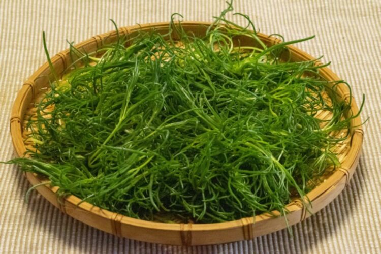 「おかひじき」はひじきと付くから海藻の一種？いいえ、陸地で採れる野菜です！！